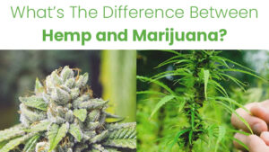 What's The Difference Between Hemp and Marijuana?